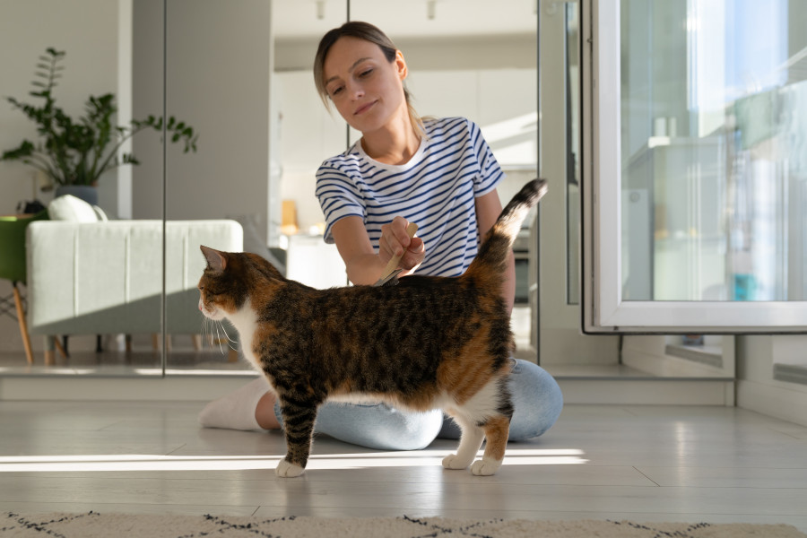 Veterinario a domicilio planes de desparasitación para gatos