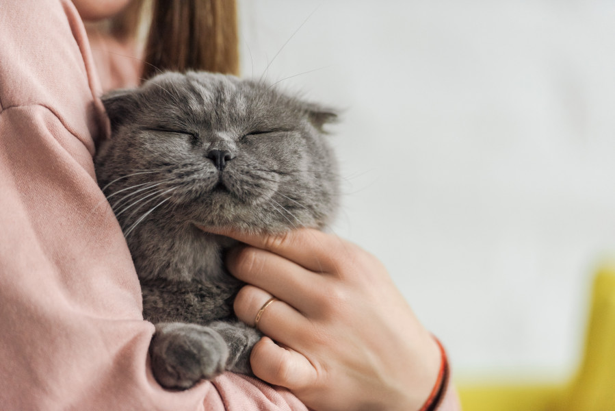Veterinario a domicilio vacunaciones para gatos